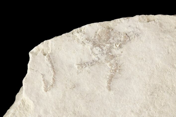 Bargain, Jurassic Brittle Star (Sinosura) Fossil - Solnhofen #86391